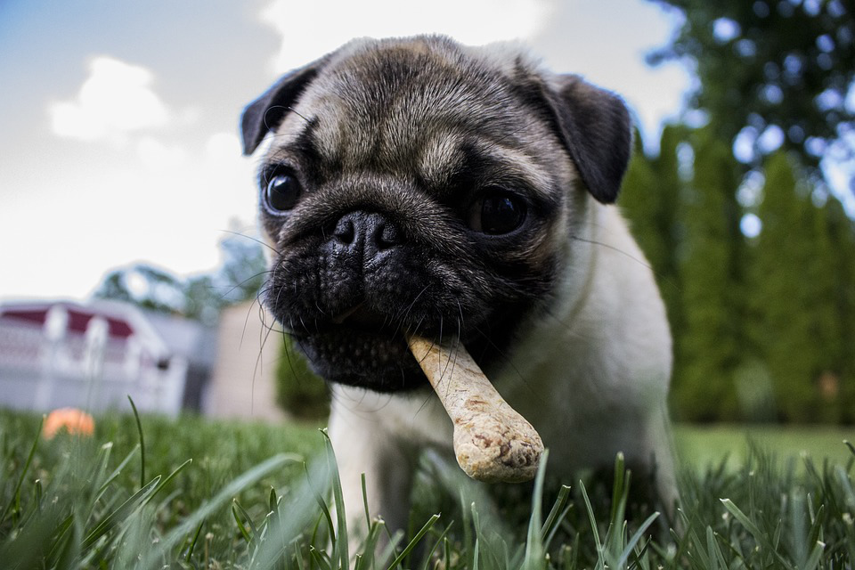 Snack per cani: quali scegliere e quando darli a Fido?