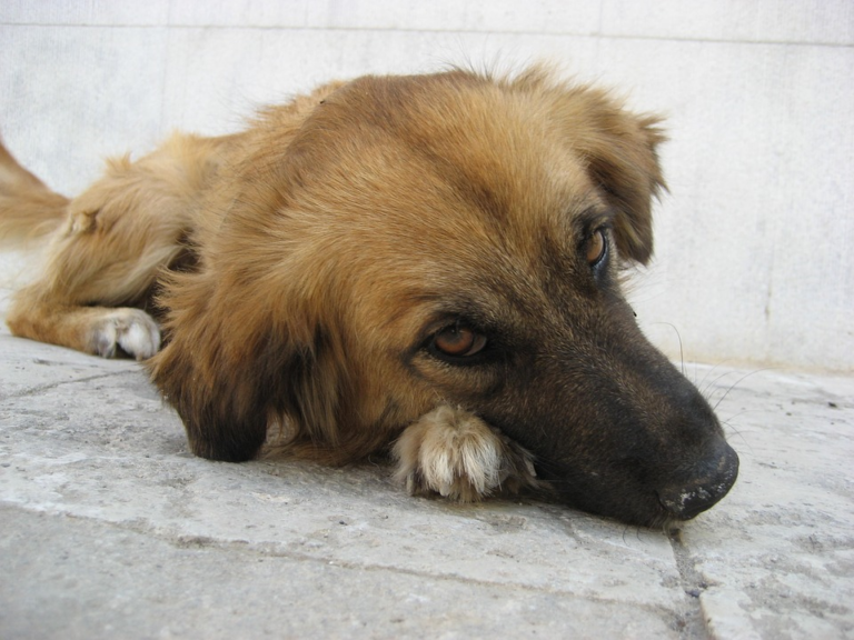 Dieta per il cane con insufficienza renale - Dog.it