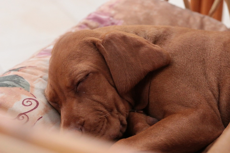 amusi: anche i cani sognano e hanno incubi, la scienza lo conferma