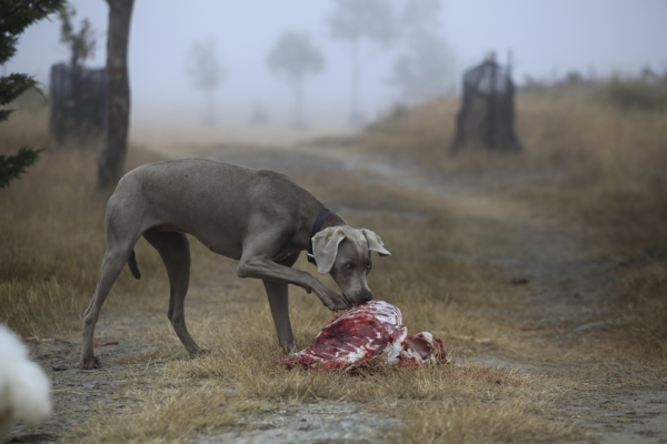 Dare la carne cruda al cane lo fa 'impazzire'? - Dog.it