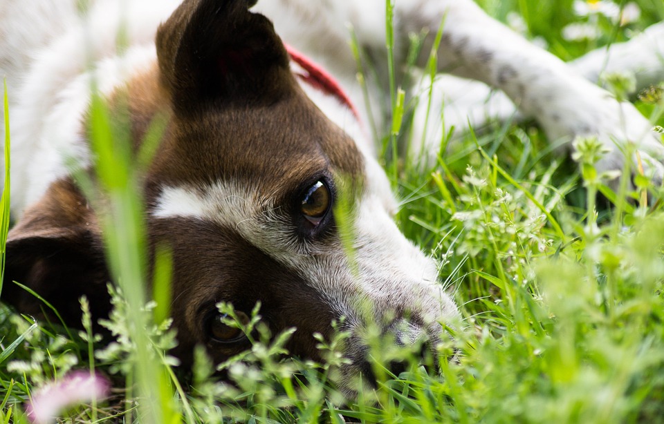 Feci del Cane: un importante indicatore della salute