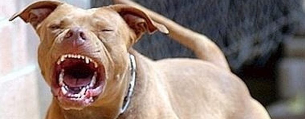 Persone Attaccate Da Pitbull.Ma E Giusto Affermare Che Il Pitbull E Un Cane Killer