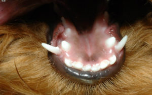 denti del cane