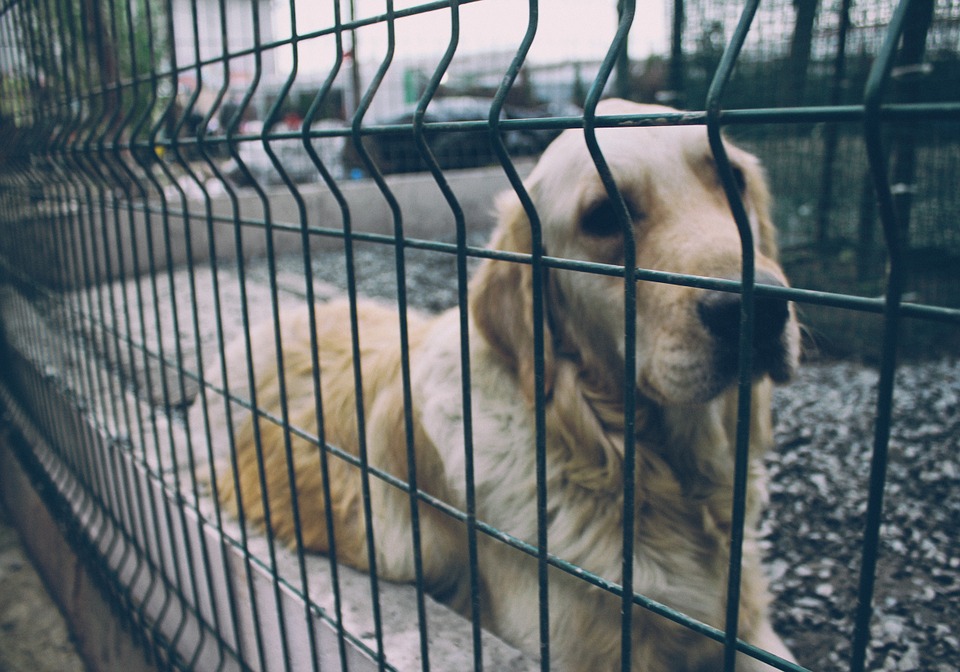 Dammi Tempo E Non Farmi Male Cosi Il Nostro Futuro Insieme Sara Bellissimo Commovente Preghiera Di Un Cane Randagio Dog It