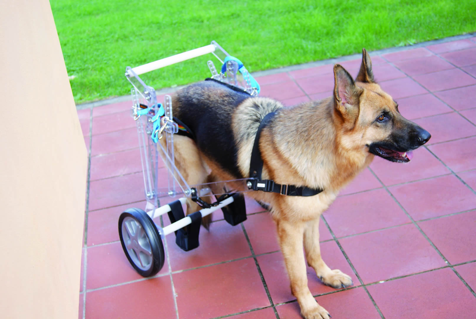 Miglior Carrello per Cani Disabili del 2024 The Pet Life