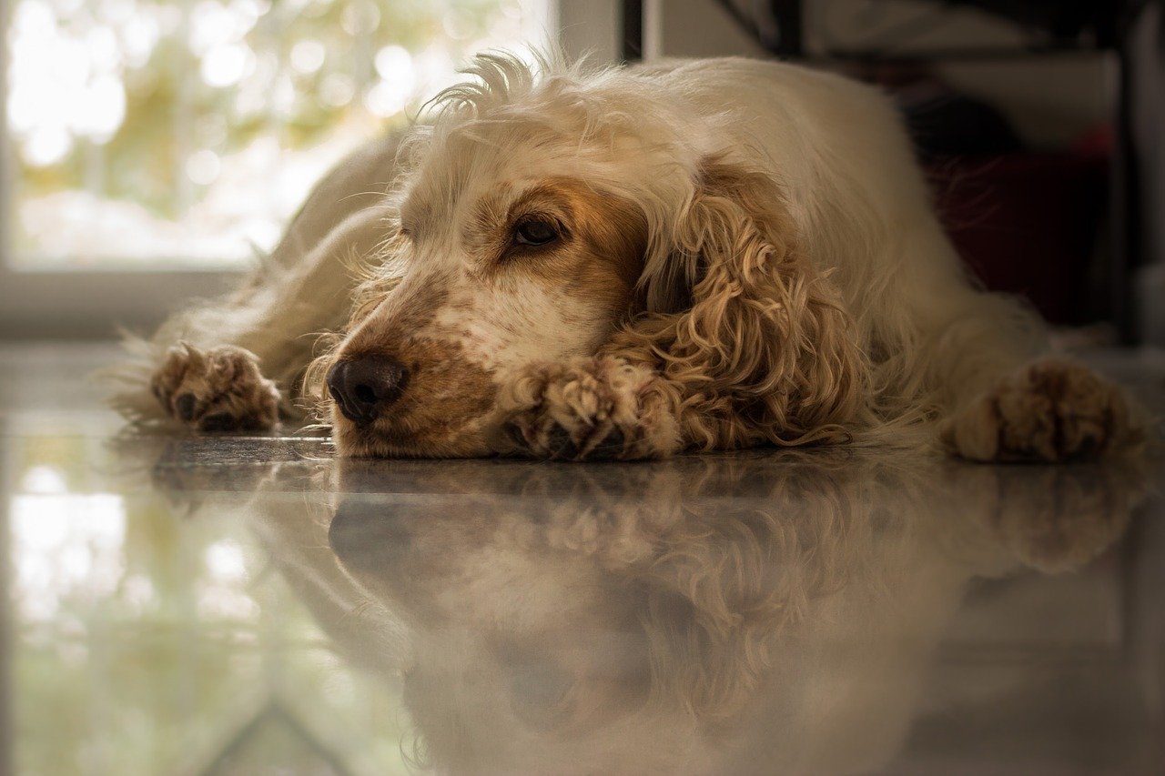 Gli rubano il cane che lo tiene ancorato alla vita - Dog.it