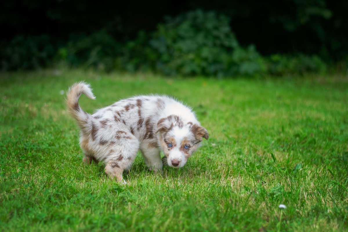 Il cane fa pipì sul prato: come pulire ed eliminarla?