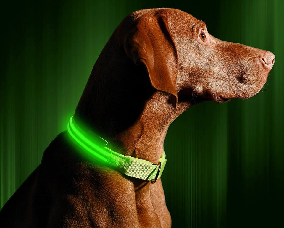 Come rendere più sicure le passeggiate notturne con il cane, usando un collare  luminoso 