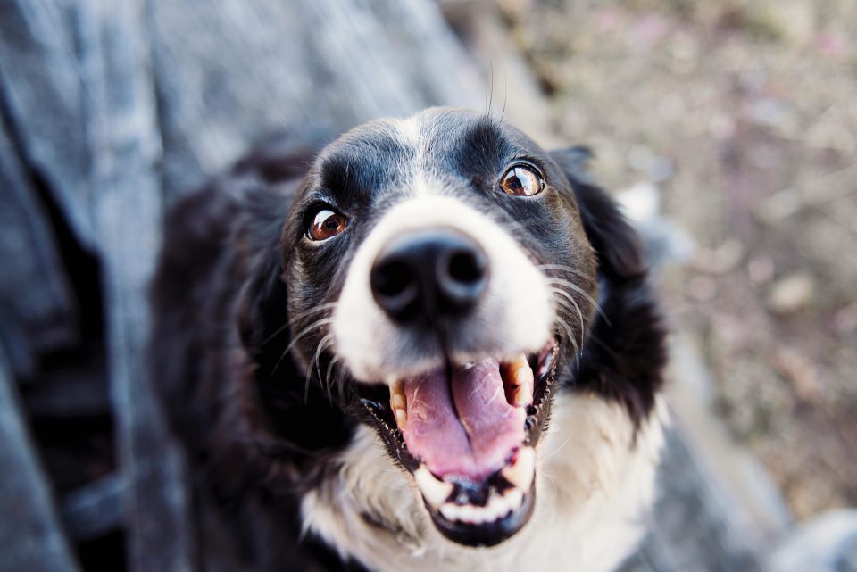 Che numeri chiamare in caso di cane abbandonato su strada?