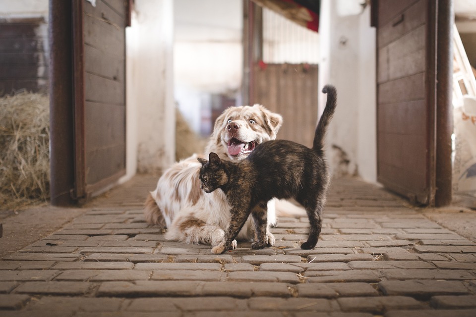 Consigli per una convivenza serena tra cani e gatti