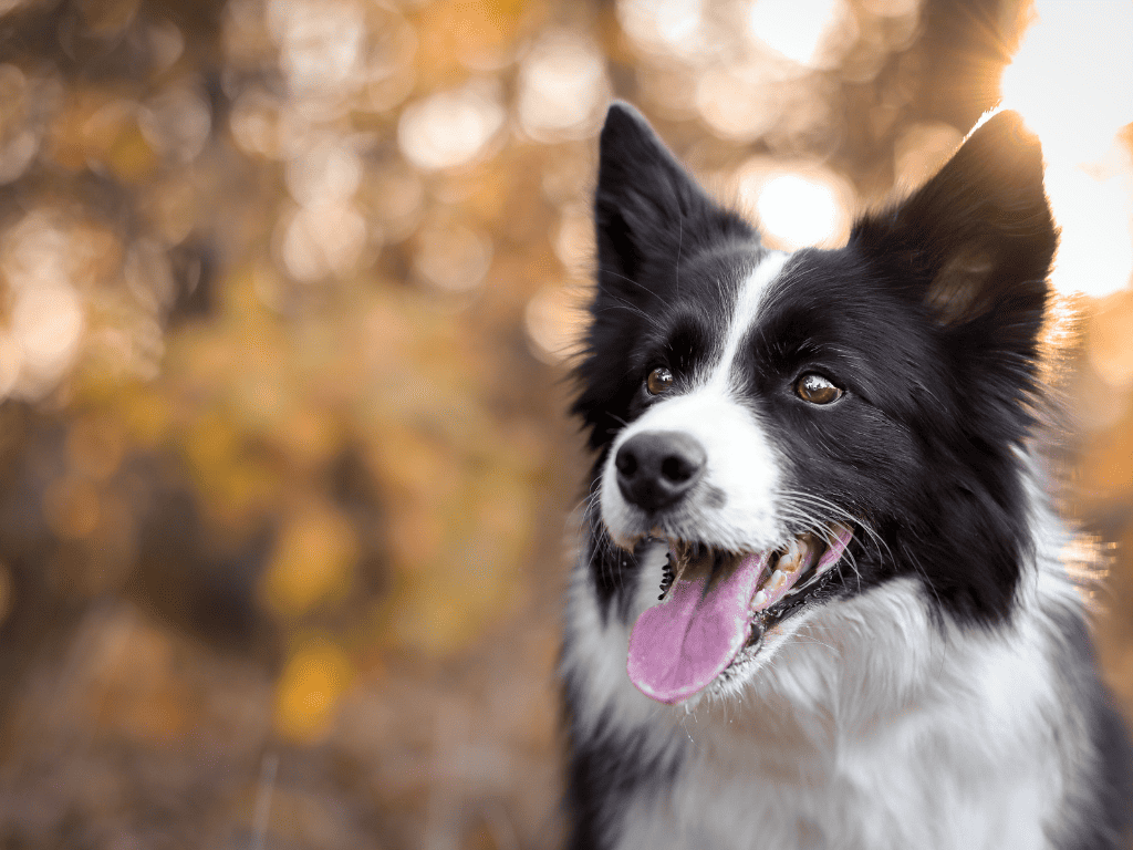 Border Collie