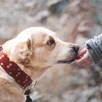 Cani d'accompagnamento per bambini con autismo: un supporto essenziale