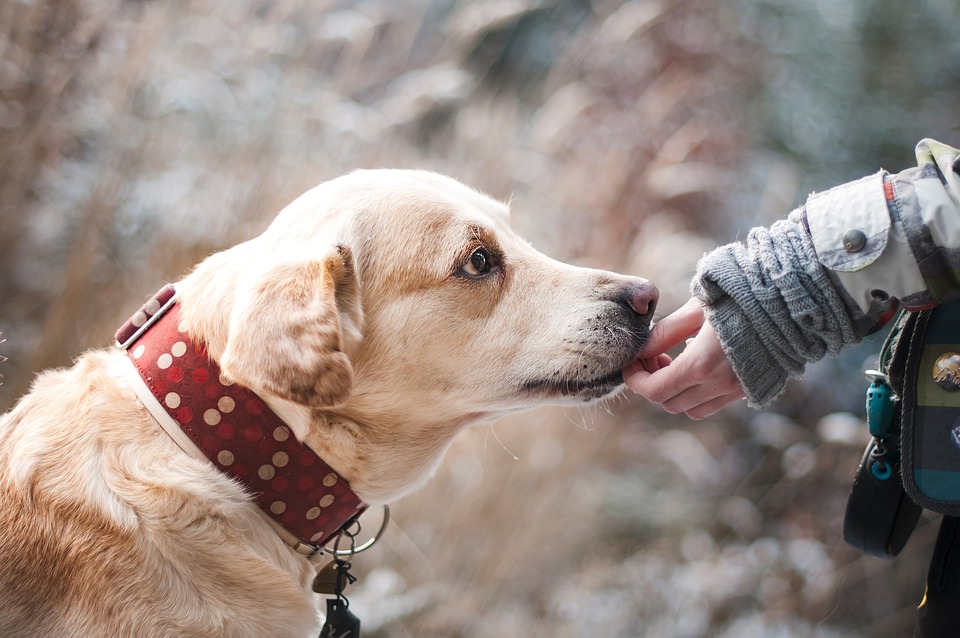 Cani d'accompagnamento per bambini con autismo: un supporto essenziale