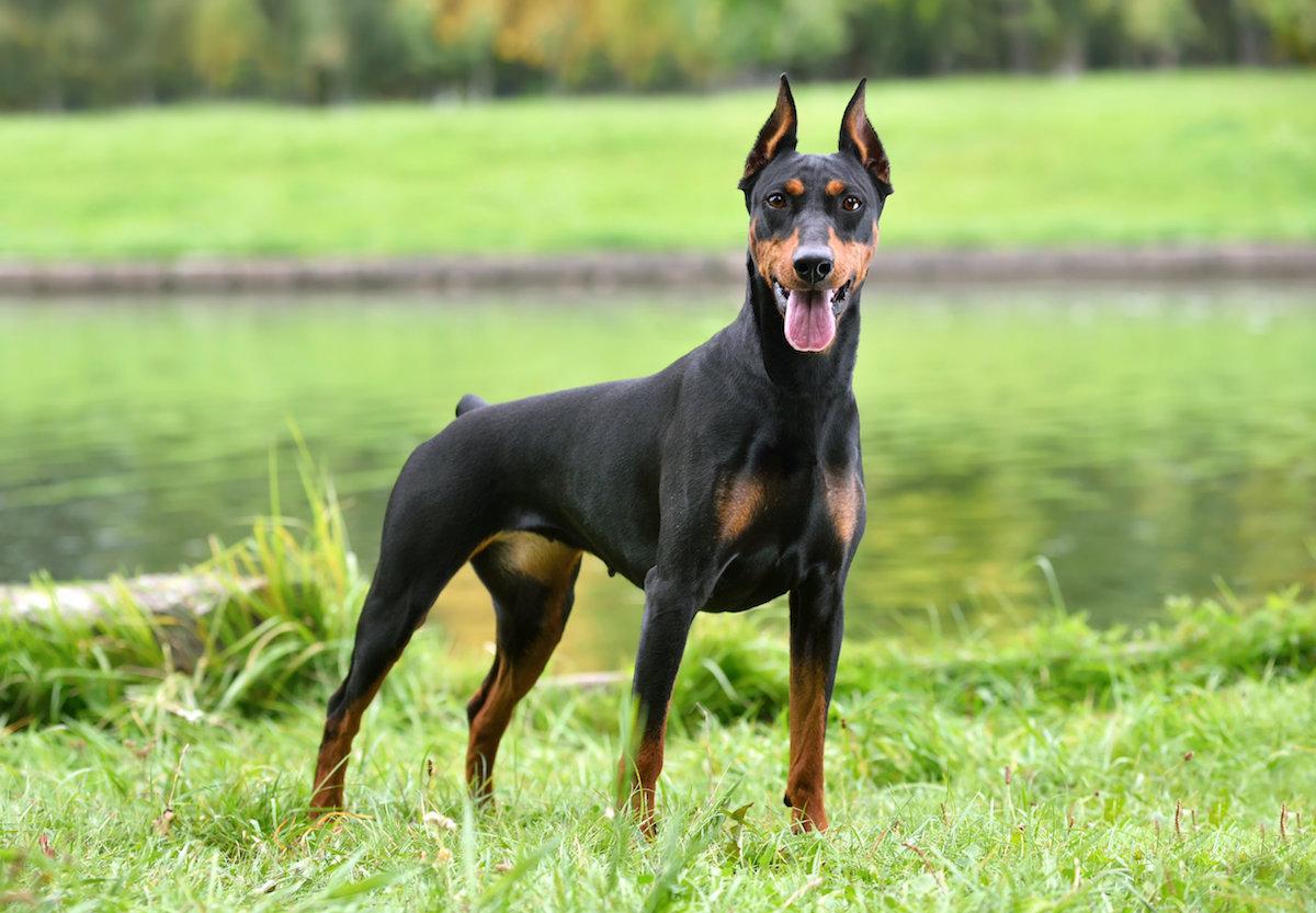 doberman