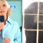 Maria De Filippi appelli per adozioni cani dai canili