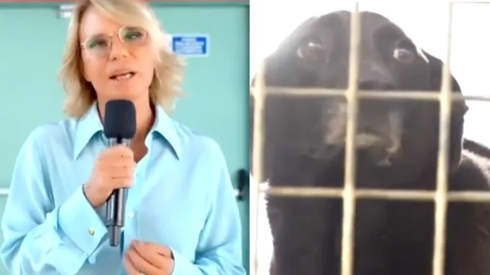 Maria De Filippi appelli per adozioni cani dai canili